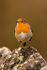 Robin