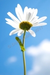 DSC_6718 - Daisy  Blue Sky