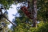 Bornean young male orangutan in tree, Sarawak_007