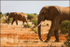 Striding elephants