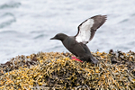 Black Guillemot