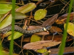 Grass Snake