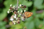 Gatekeeper