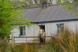 Cow House, Co. Leitrim