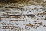 Otter