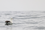 Royal Albatross portfolio