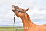 equiscot3664