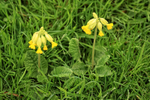 Cowslip, Hill Bottom, Dorset
