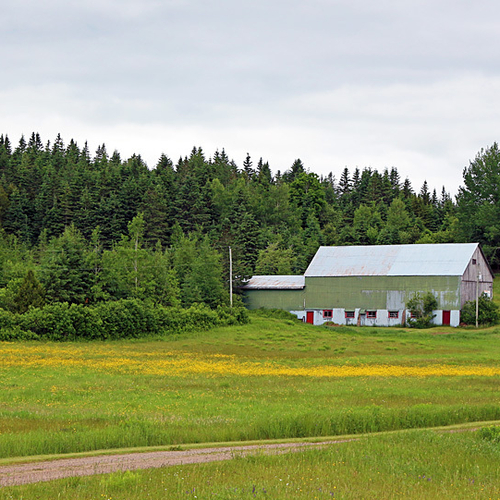 A vintage green barn, green forest edge, green grass.
