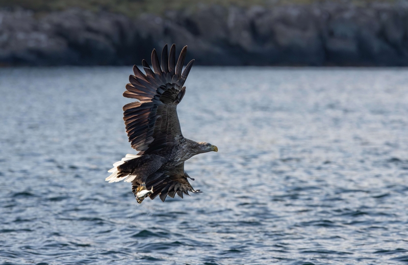 White Tailed Eagle - Isle of Mull - Scotland