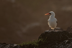 Nazca Booby portfolio