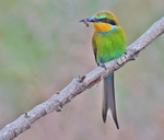 Swallow Tailed Bee Eater
