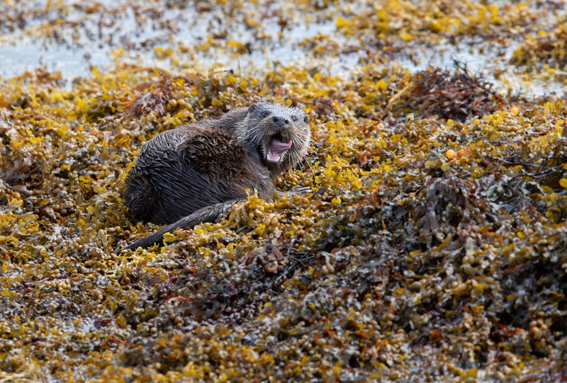 Eurasian Otter - Isle of Mull - Scotland