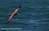 NZ024: Sooty Albatross