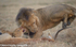 Lion and cubs.