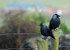 Jackdaws