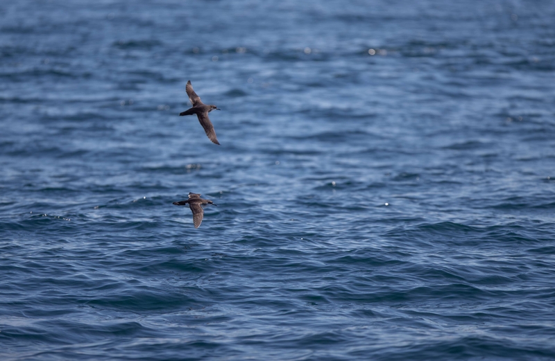 Manx Shearwater - Inner Hebrides - off the Isle of Mull