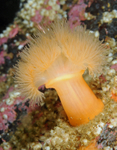 Metridium dianthus