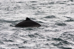 WDP001: Harbour porpoise