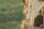 Horned Puffin flies along cliff face, Duck Island, Alaska