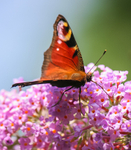 Red Admiral 2