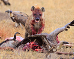 Spotted Hyena chases a White-backed Vulture away from a carcass