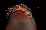 Fjordia sp.