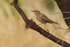 Rufous Bush Robin