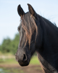friesians 101-7