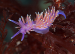 Edmundsella pedata
