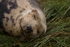 Grey Seal