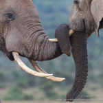 Trunk embrace
