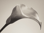 Flowers 001