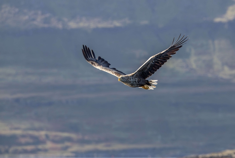 White Tailed Eagle - Isle of Mull - Scotland