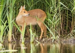 Chinese Water Deer portfolio