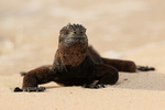 Marine Iguana motionless on beach, San Cristobal, Galapagos