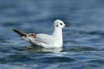 Bonaparte's Gull on water, Farmoor Reservoir