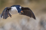 Imperial Shag