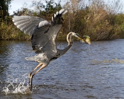 Great Blue Heron _0053