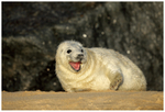 Grey Seal Pup Yawning