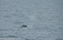 A bowhead whale