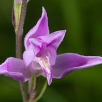 Red Helleborine (Cephalanthera rubra) 