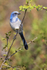 Florida Scrub-Jay, Venice, Florida