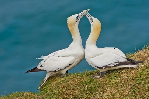 Courting Gannets