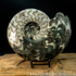 Sold scun 155 Eparietites impendens