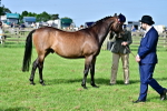 SBM_00986