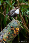 Dipper (Cinclus cinclus) surveying the riverbank