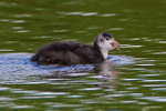 Coot chick at Otmoor