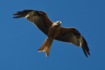 Red Kite in flight