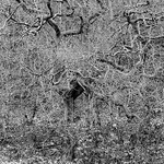 Manic tree, Newton-under-Roseberry